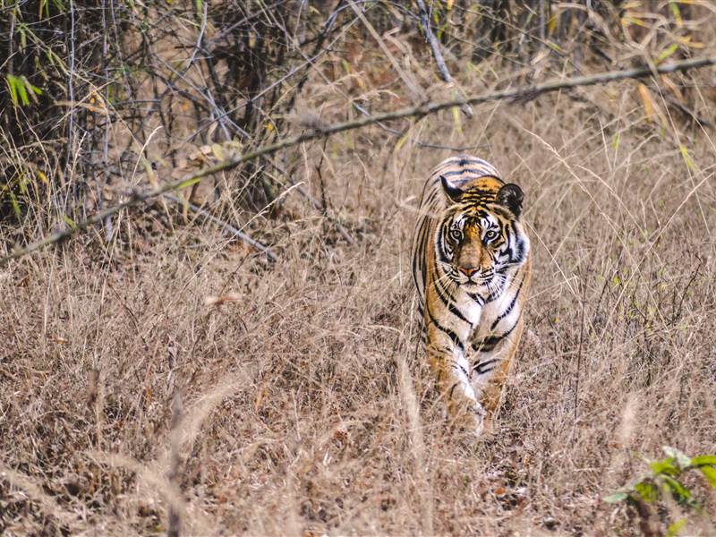 Ranthambore Family Package from Ahmedabad