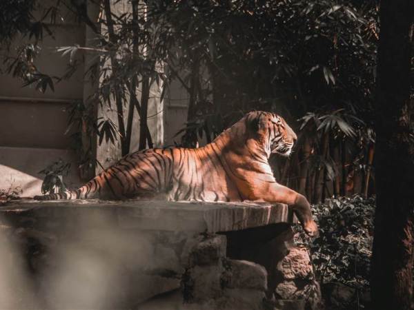 Ranthambore Family Package from Bangalore