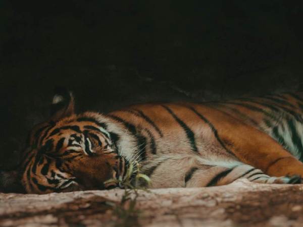 Ranthambore Family Package from Chennai