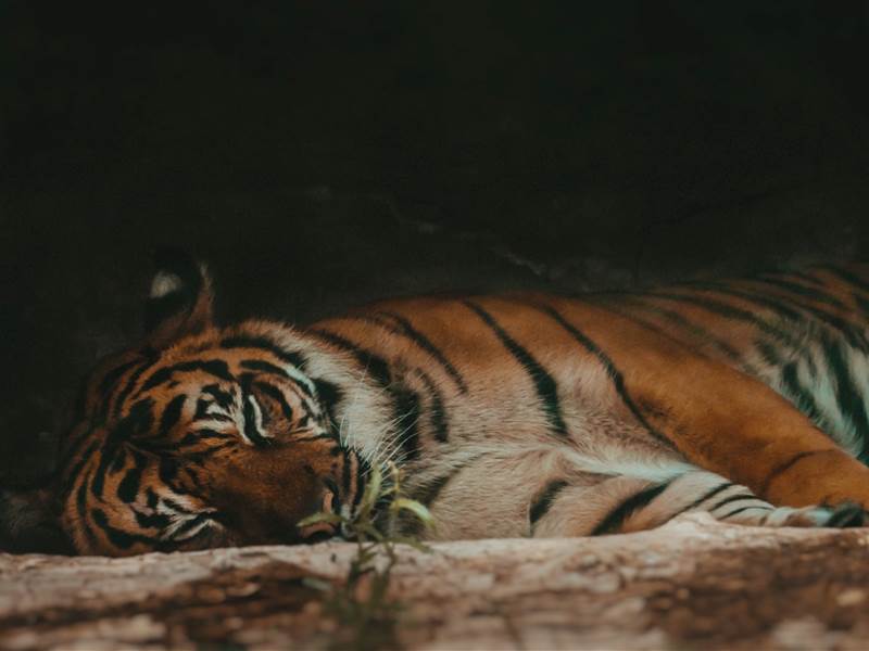 Ranthambore Family Package from Chennai