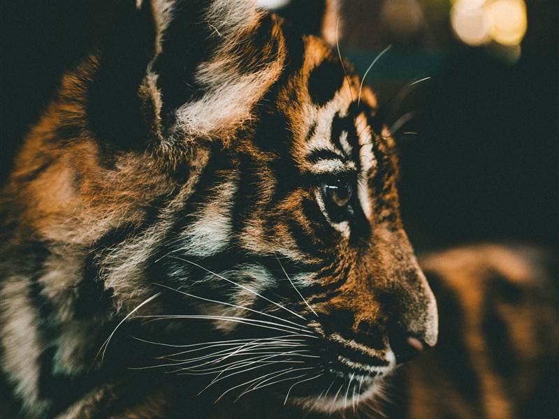 Ranthambore Honeymoon Package from&nbsp;Mumbai