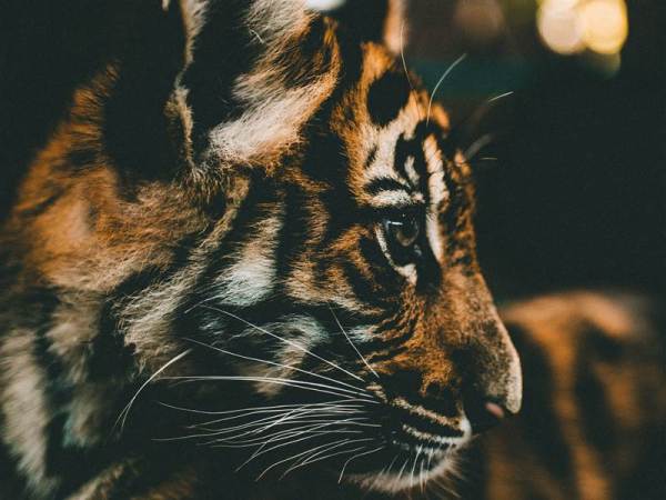Ranthambore Family Package from Delhi