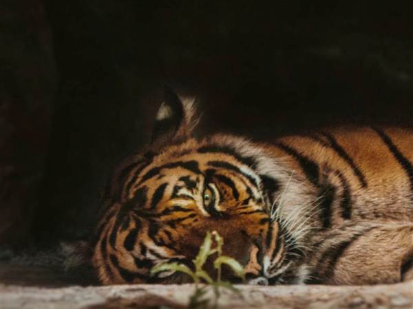 Ranthambore Family Package from Hyderabad