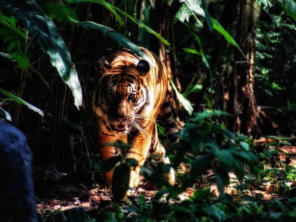 Ranthambore Family Package from Jaipur