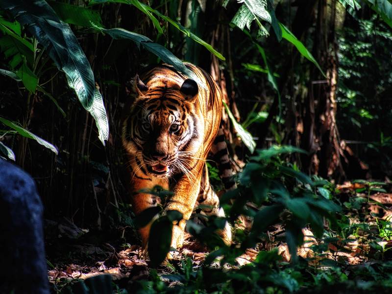 Ranthambore Family Package from Jaipur