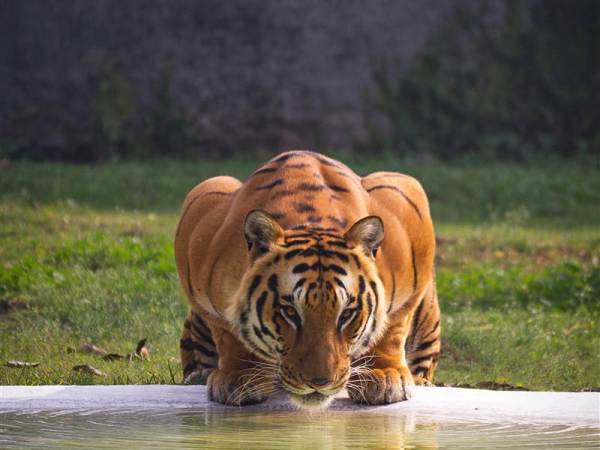 Ranthambore Family Package from Kanpur