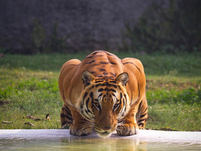Ranthambore Family Package from Kanpur