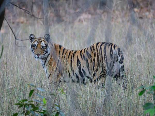 Ranthambore Family Package from Kolkata
