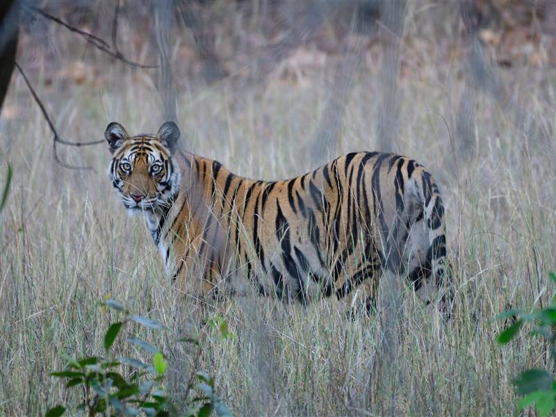 Ranthambore Family Package from Kolkata