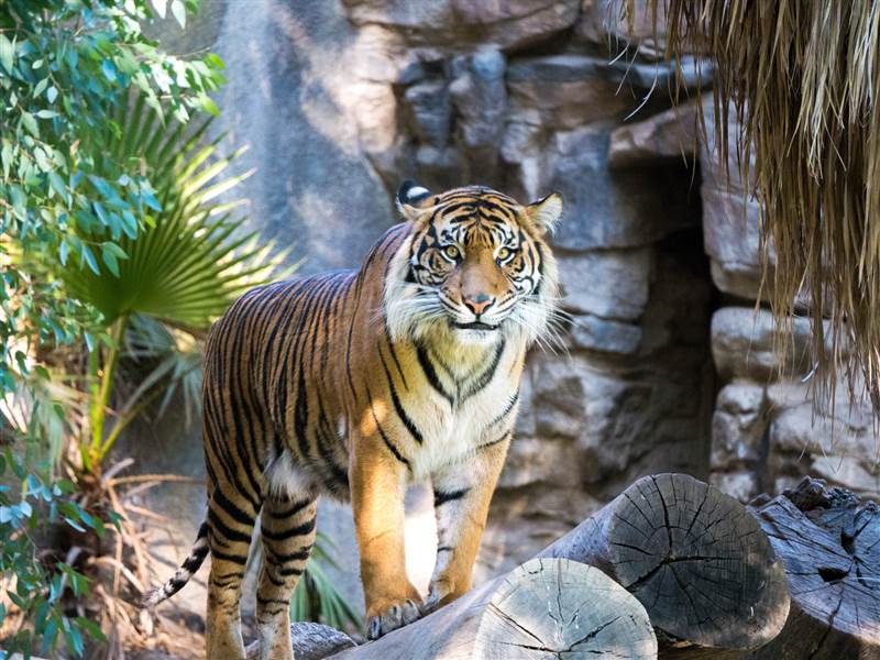 Ranthambore Family Package from Lucknow