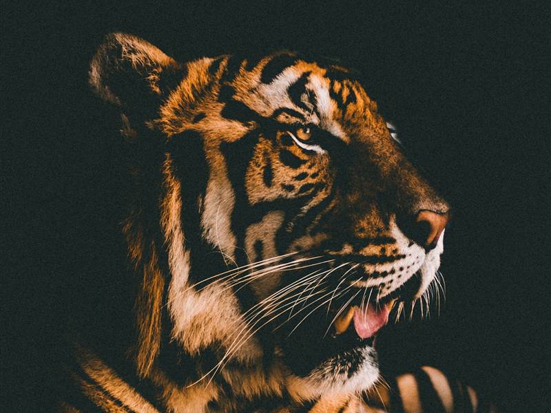 Ranthambore Family Package from Mumbai