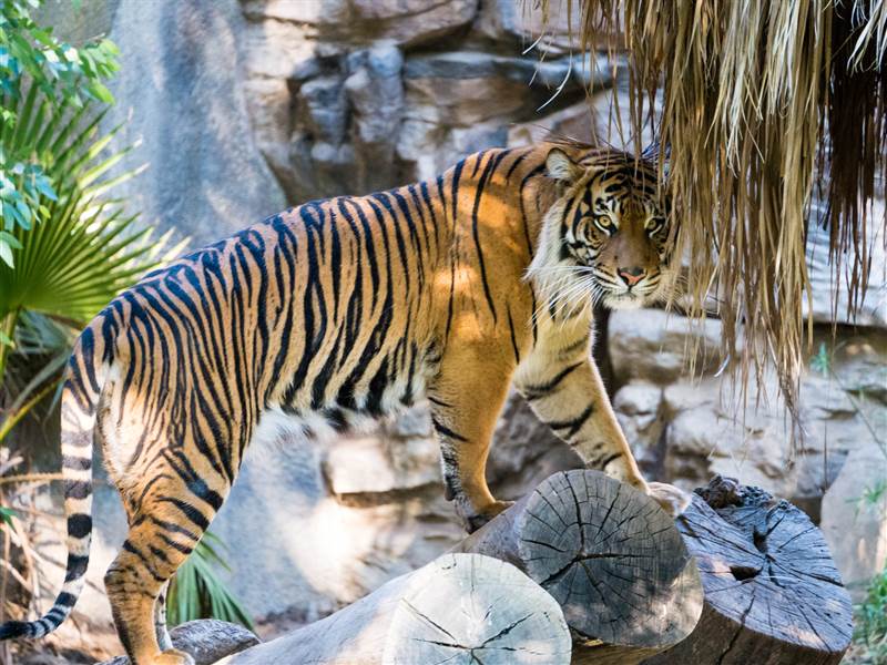 Ranthambore Family Package from Nagpur
