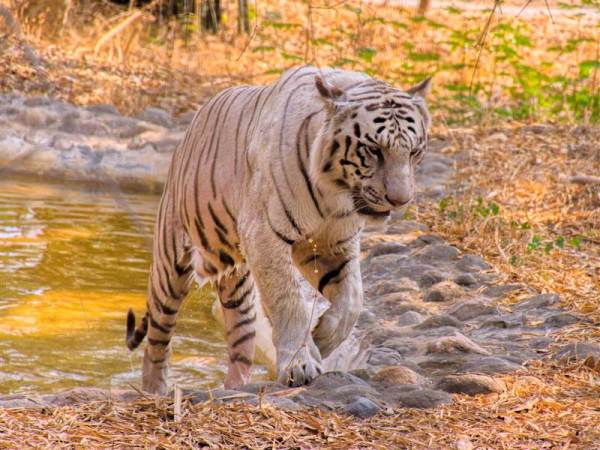 Ranthambore Family Package from Patna
