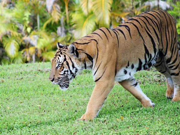 Ranthambore Family Package from Pune