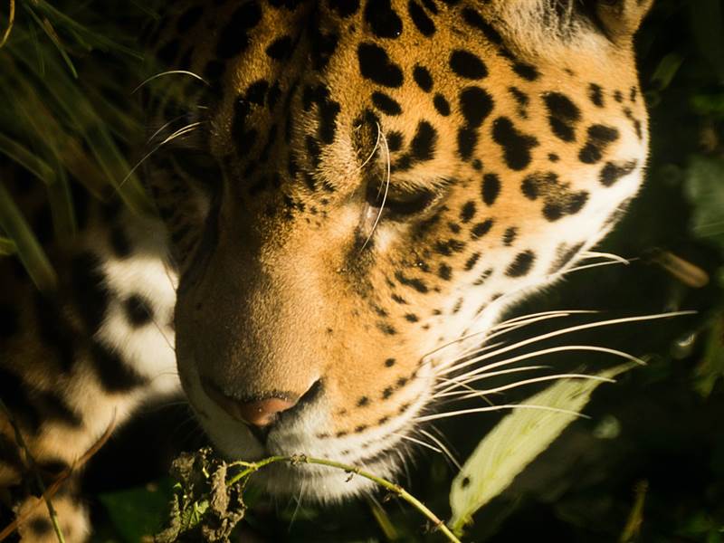 Ranthambore Family Package from Surat