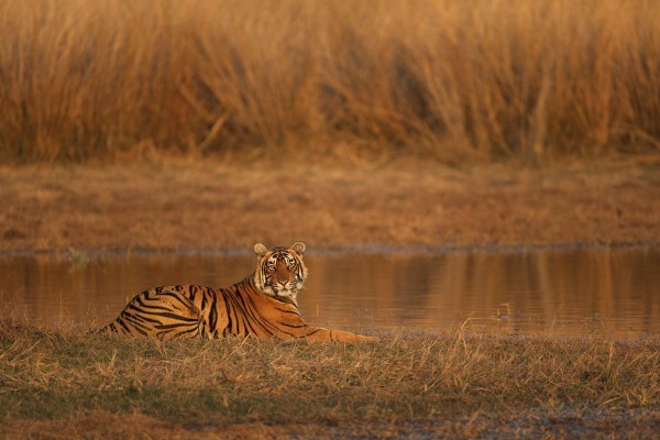 ranthamborenationalparksafaritravel