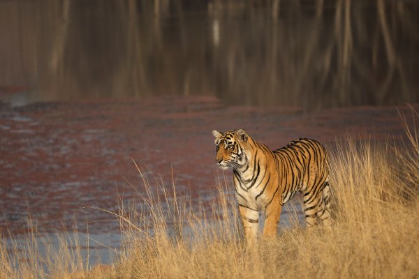 Ranthambore Family Packages