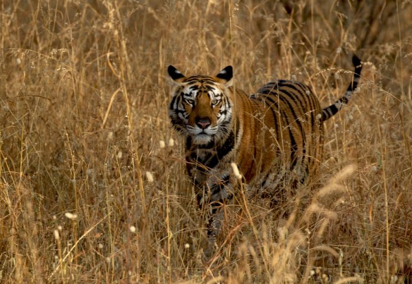 Ranthambore Tour Packages