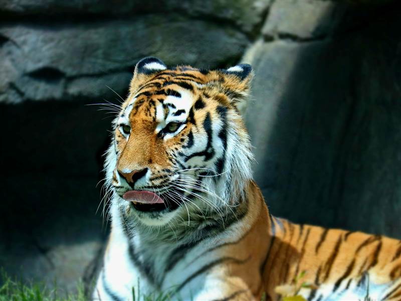 3 Nights 4 Days Ranthambore Tour Packages