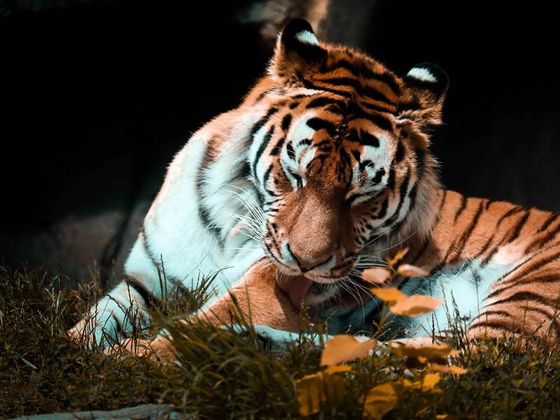 4 Nights 5 Days Ranthambore Tour Packages