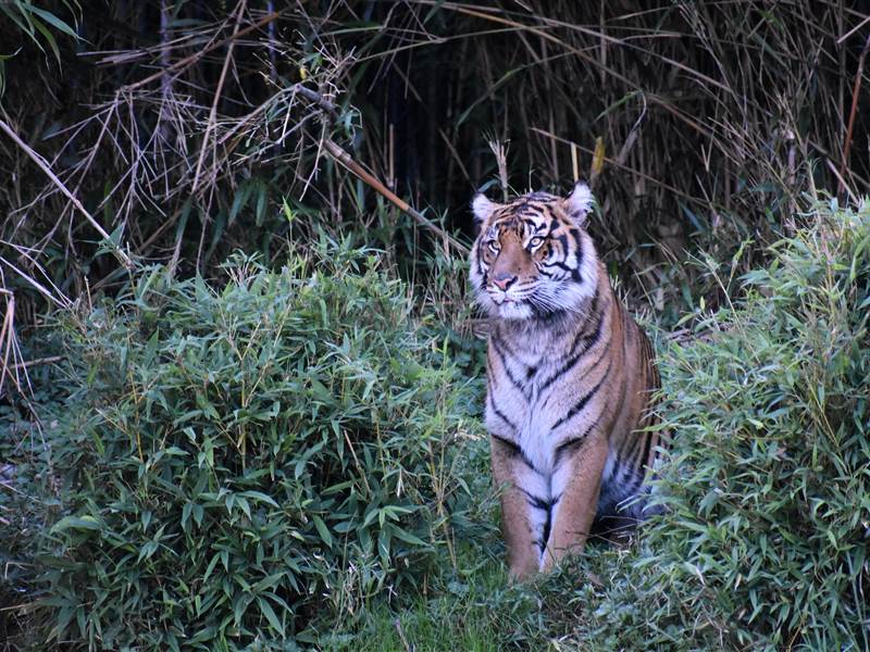 5 Nights 6 Days Ranthambore Tour Package