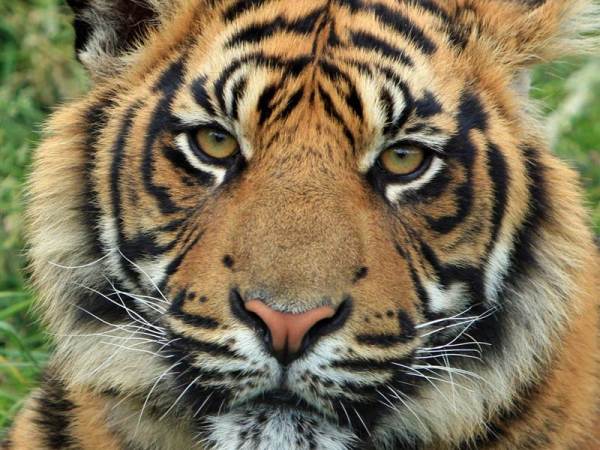 6 Nights 7 Days Ranthambore Tour Package
