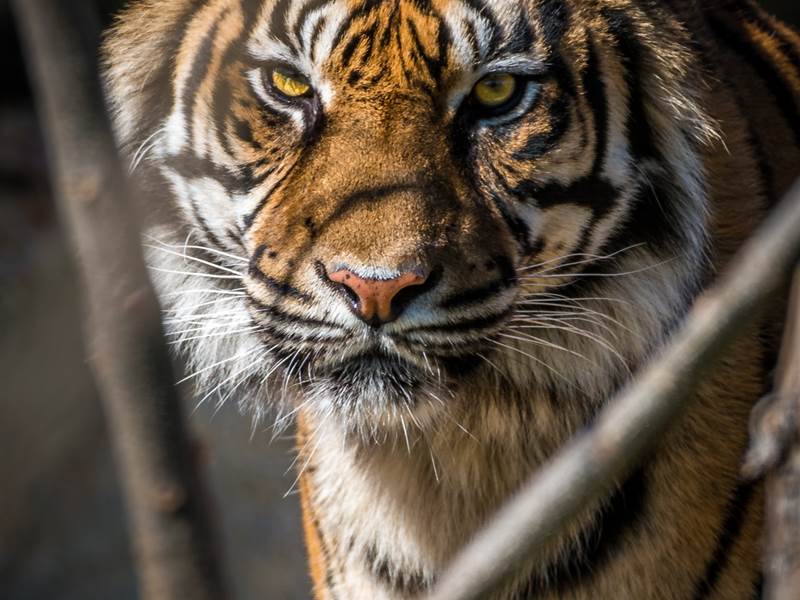 7 Nights 8 Days Ranthambore Tour Packages