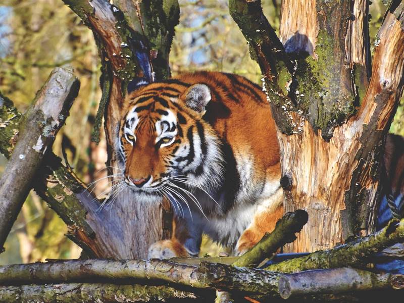 8 Nights 9 Days Ranthambore Tour Packages